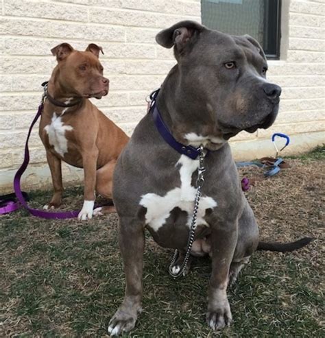 The breed isn’t hypoallergenic and does shed. . Pitbull breeders in iowa